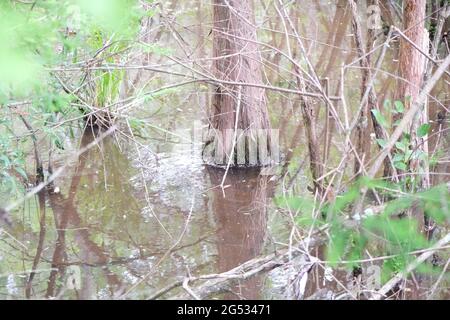 Bald Cypress tree rooted under murky water in Tallahassee Tom Brown Park Stock Photo