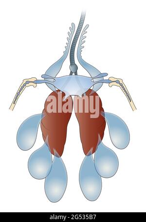 Birds Respiratory System and Gas Exchange Stock Photo