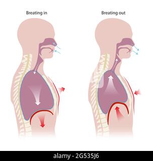 Human respiration (Inhalation and Exhalation Stock Photo - Alamy