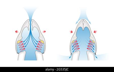 Fish gas exchange. Structure of Gills in Fishes. Respiration Stock ...