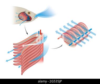 Fish gas exchange. Structure of Gills in Fishes. Respiration Stock Photo