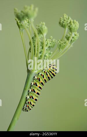 The colorful Old World Swallowtail, portrait of caterpillar (Papilio machaon)