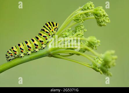 Extreme closeup for the Old World Swallowtail caterpillar on fennel (Papilio Machaon) Stock Photo