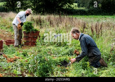 Two farmers in a field, holding bunches of freshly picked carrots. Stock Photo