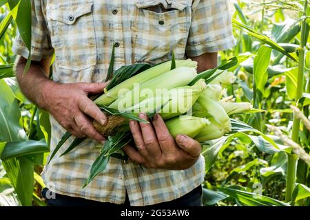 Close up of farmer standing in a field, holding freshly picked sweetcorn. Stock Photo
