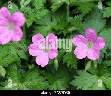 Geranium palustre or Marsh Cranesbill Stock Photo