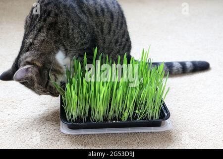 indoor cat eating cat grass Stock Photo