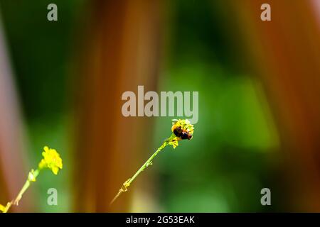 A beautiful bee on a yellow flower with a green blurred natural background Stock Photo