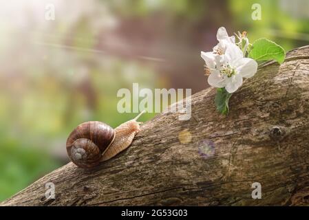 Macro of a snail crawls on tree toward blossom flower, outdoors, natural light. Stock Photo
