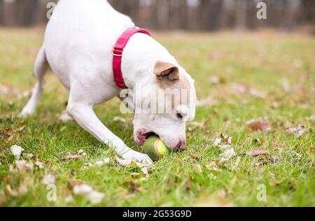 A playful white Terrier mixed breed dog picking up a ball in its mouth Stock Photo