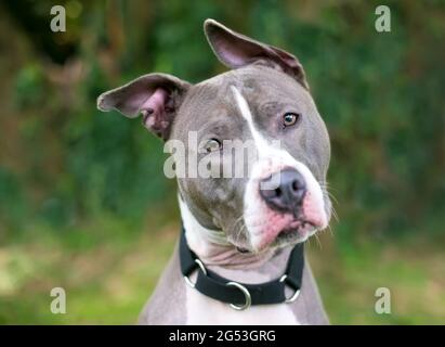 A gray and white Pit Bull Terrier mixed breed dog with floppy ears, listening with a head tilt Stock Photo