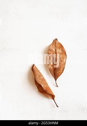 Minimal composition autumn gold colored leaves, creative flat lay on white textured background. Copy space. Top view Stock Photo