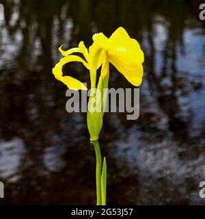 Flag Iris, Iris pseudacorus, growing by river on the Isle of Eigg, Inner Hebrides, Scotland Stock Photo
