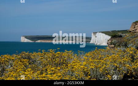 Staycation idea. Yellow wild flowers grow with The Seven Sisters white chalk cliffs in the background & the English Channel at Beachy Head, England. Stock Photo