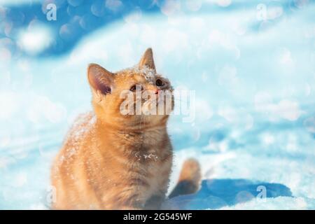 Little red kitten walking in the deep snow in winter. The cat looks up Stock Photo