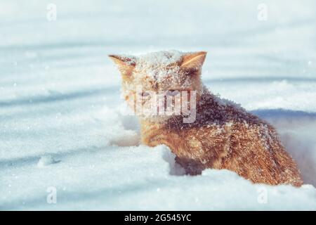 Little red kitten sitting in the deep snow in winter. The face of the cat covered with snowflakes Stock Photo