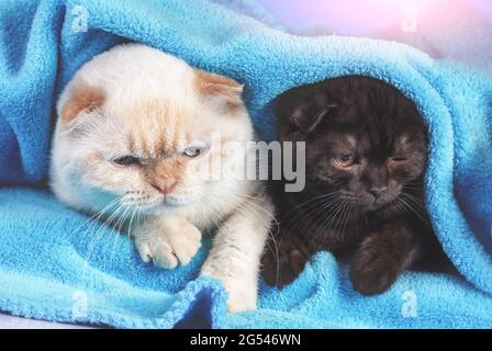 Two cute little kittens  peeking out from under the soft warm blue blanket Stock Photo