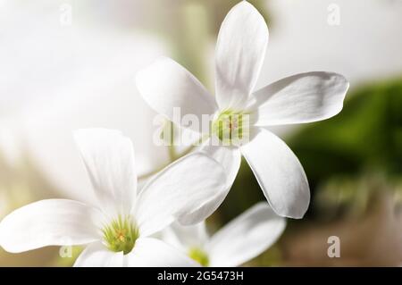 Closeup photo of white spring flowers - Oxalis acetosella in the sunlight against blurred background. Soft backlight. Shallow focus. Stock Photo