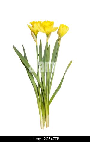 Closeup bouquet of flowers daffodils, three yellow narcissus  isolated on white Stock Photo