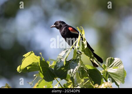 A Red Winged Blackbird perched atop a bush in Southwestern Ontario, Canada. Stock Photo