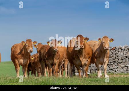 Herd of Limousin cattle stood in a gateway on a pleasnt summers day, Lancashire, UK. Stock Photo