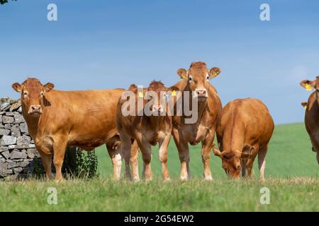 Herd of Limousin cattle stood in a gateway on a pleasnt summers day, Lancashire, UK. Stock Photo