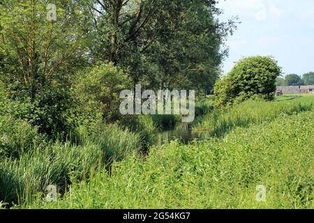 Little Stour River outside Wickhambreaux, Canterbury, Kent, England, United Kingdom Stock Photo