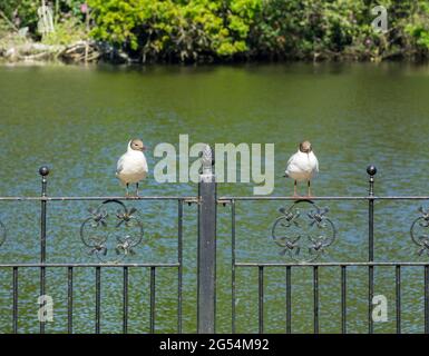 Two black-headed gulls perched on railings Hartsholme Country Park Lincoln Stock Photo