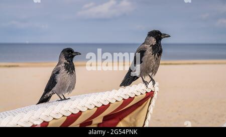 The Baltic Sea coast with two ravens on a beach chair in Ahlbeck, Mecklenburg-Western Pomerania, Germany Stock Photo