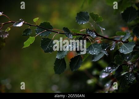raindrops on dark green leaf after heavy rain, Germany Stock Photo