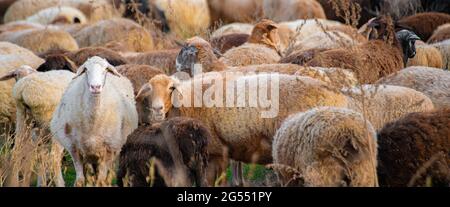 big herd of multi color sheeps graze in the mountain field Stock Photo