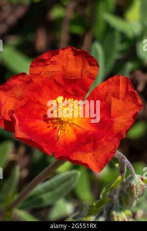 Helianthemum 'Henfield Brilliant' a summer flowering evergreen small shrub plant with an orange red summertime flower commonly known as rock rose, sto Stock Photo