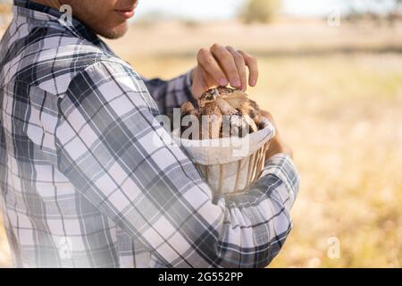 close up male person hands picking the mushrooms and put in the basket in the forest Stock Photo