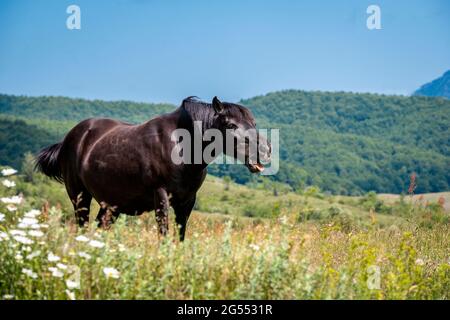 Horse in nature makes faces. A funny face of a brown horse expression. Funny horse face with open mouthed Stock Photo