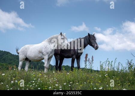 Group of two horses standing on the pasture. Group of horses standing on the pasture in spring time. Animal running in the grass. Walking in the pastu Stock Photo