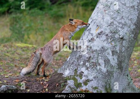 Red fox (Vulpes vulpes) sniffing at animal's scent mark on tree in forest in autumn Stock Photo