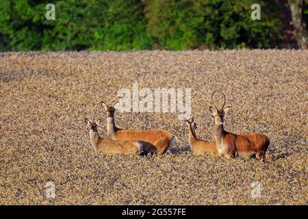 Red deer (Cervus elaphus) young stag, female / hind and two calves foraging in wheat field / cornfield at forest edge in summer Stock Photo