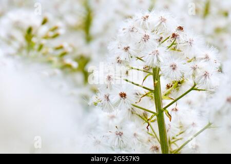 White Butterbur (petasites alba), close up of one of the large seed heads produced by the plant standing amongst many others. Stock Photo
