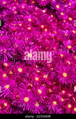 Vibrant pink ice plant flowers Delosperma cooperi in sunny garden UK Stock Photo