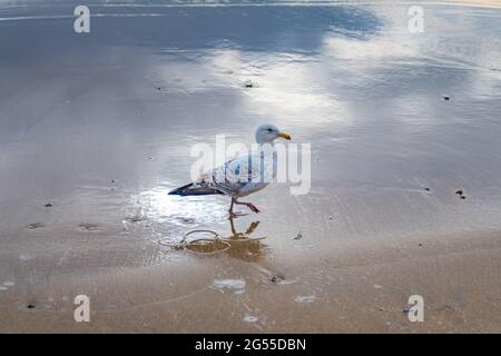 Seagull walking on wet sand with cloud and gull reflection Stock Photo