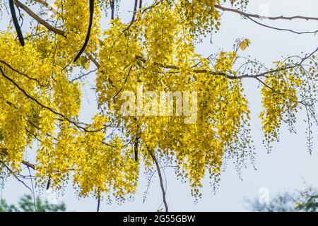 Various views of the golden shower tree Stock Photo