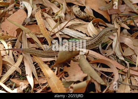 Eastern Striped Skink (Ctenotus robustus) adult with regenerating tail in dry leaf litter Great Sandy NP, Queensland, Australia        January Stock Photo