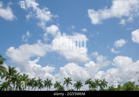 White clouds in a blue sky over a row of plam trees in Southwest Florida USA Stock Photo