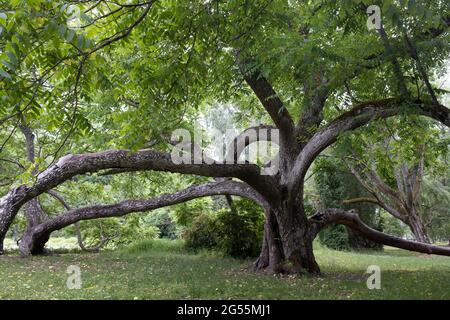 Juglans mandshurica (Chinese: 胡桃楸), also known as Manchurian walnut tree in Ķemeru resort park, Ķemeru city, Jurmala, Latvia Stock Photo
