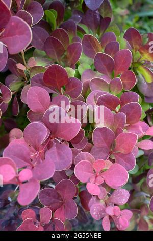 The Purple Barberry, Berberis thunbergii atropurpurea leaves in closeup Stock Photo