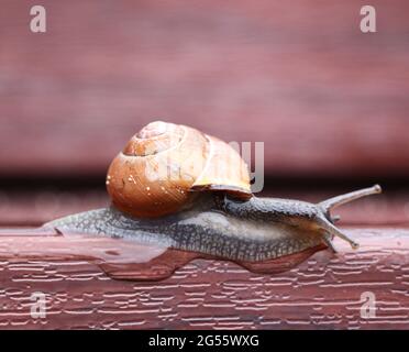 Garden Snail on a rainy day Stock Photo