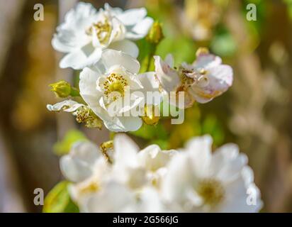 a beautiful bunch of white hedgerow roses (Rosa alba semi-plena) growing wild on Salisbury Plain, Wiltshire Stock Photo