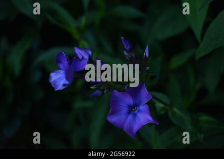 Blue Phlox flowers and buds against a dark green natural background. Stock Photo