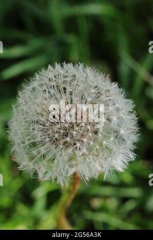 What's the time? Dandelion clock seed head.Taraxacum is a large genus of flowering plants in the family Asteraceae, commonly know as dandelion. Stock Photo