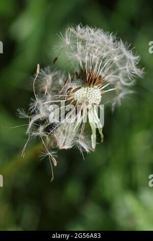 What's the time? Dandelion clock seed head.Taraxacum is a large genus of flowering plants in the family Asteraceae, commonly know as dandelion. Stock Photo
